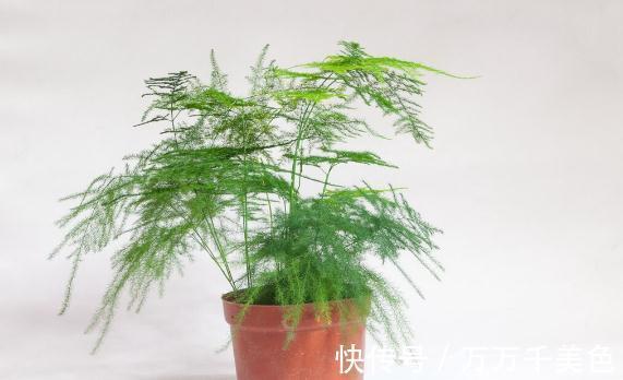 花盆越小开花越好的“皮实”花,塞进小花盆里,好养又好看