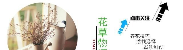 韭菜|它常被误认为韭菜，农民视它为杂草，却不知十分珍贵！