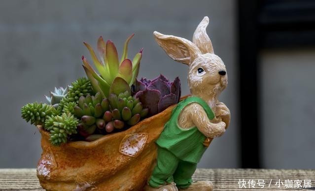 花草|冬季养花,晨起少做4件事,花草或会“感激”你