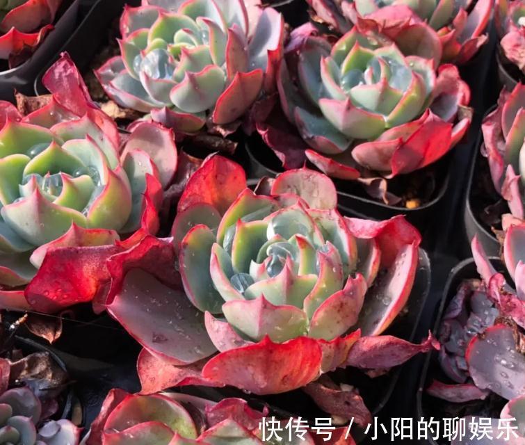 你的多肉施肥了吗,关于多肉植物施肥的那点事