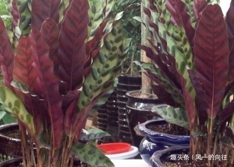 家养|家养虎皮兰总是长不好学会这三个小技巧,蹭蹭止不住的往上长