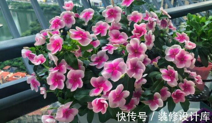 植物|浇花，用好这4种“水”，效果就像打了激素，刺激植物疯长