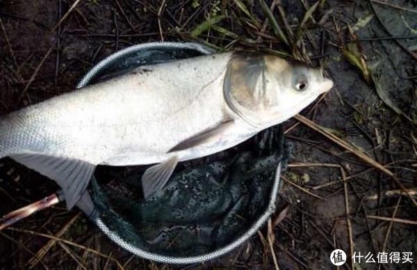 鱼率|钓鲢鳙总抬竿无鱼？上钓下锚——钓与锚两者结合，有效提升上鱼率