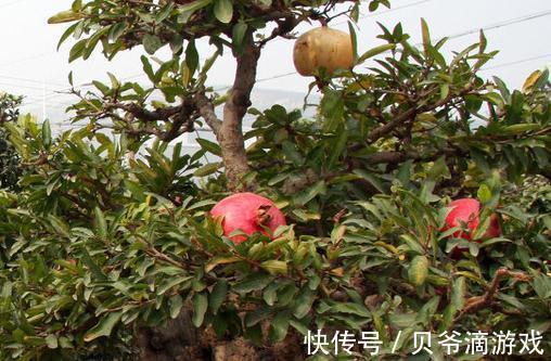 如何轻松快速的做好一盆石榴盆景,你只差这几步