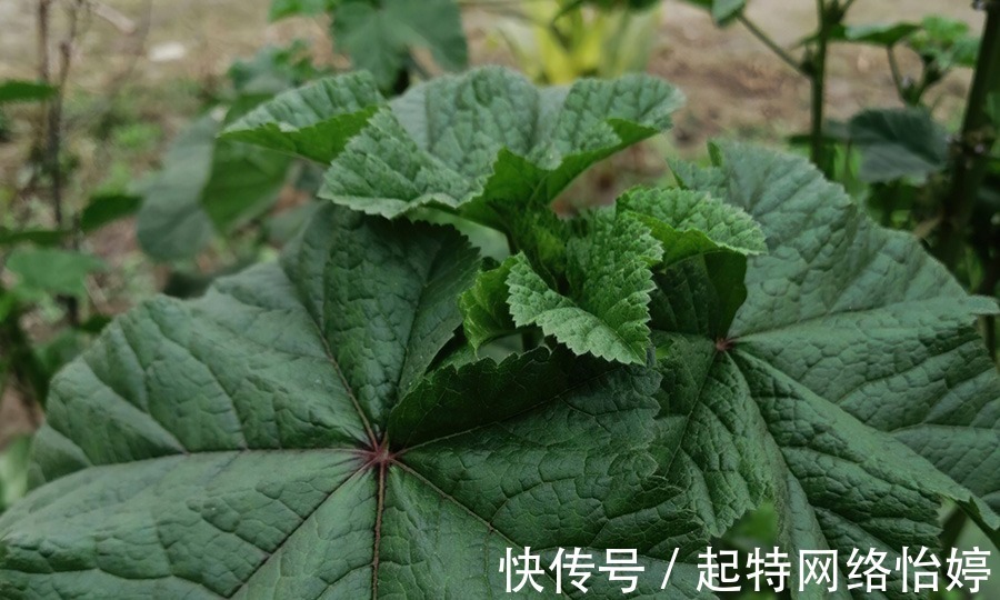 食用价值|一年采收7次,古代被称为“百菜之主”,如今沦为野菜少有人吃