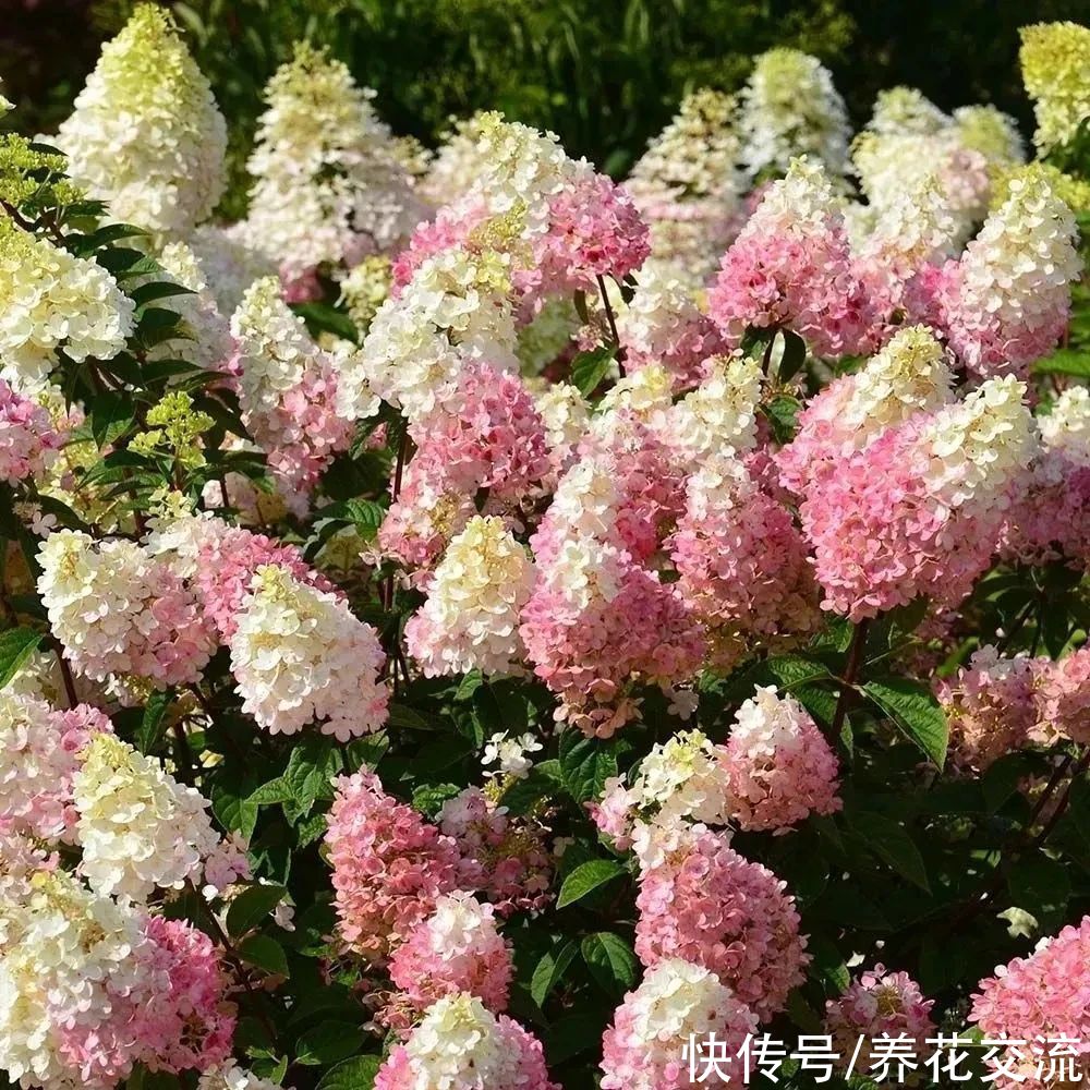 13种耐寒的盆栽花卉，零下20多度可存活，大部分南方也能种