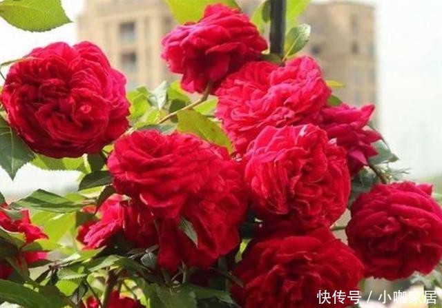 不生长|冬季给月季修剪别盲目,要学会“2看”,准时修剪才能春季开爆!