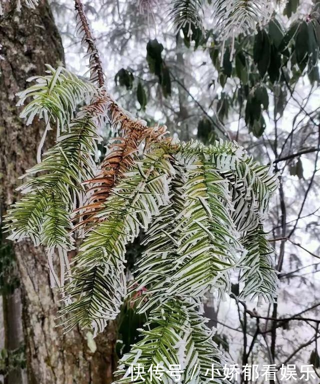 贵州|快看！贵州黔东南雷公山上处处银装素裹，风景美翻了……