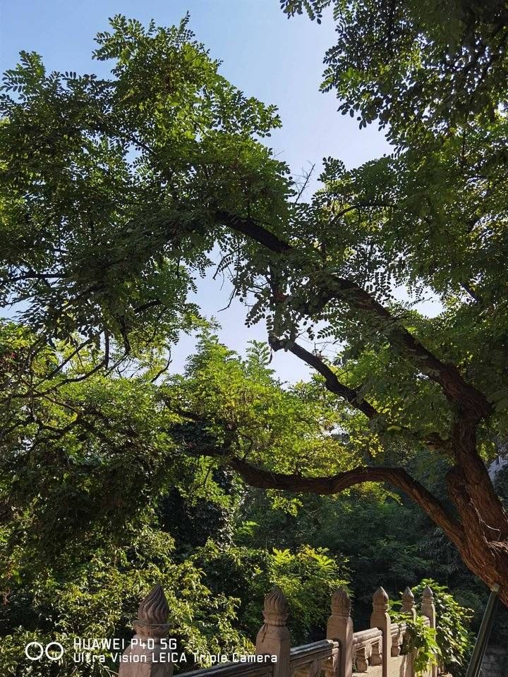 秋天|情未了/秋阳静怡安然