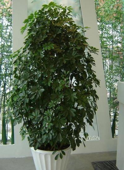 扦插|做好4点,鸭掌木安全度夏!天一凉快,叶子蹭蹭长,终年油绿