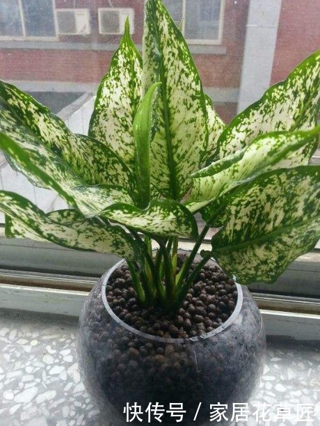 爱之蔓|如果你是一个养花小白，就选3个品种，好看又便宜，死了不可惜