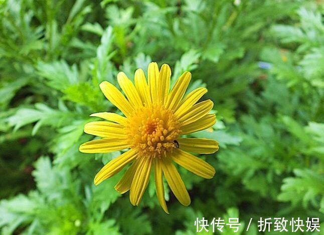 喜欢牡丹,不如养盆“菊中精品”情人菊,似娇艳情人,美艳优雅