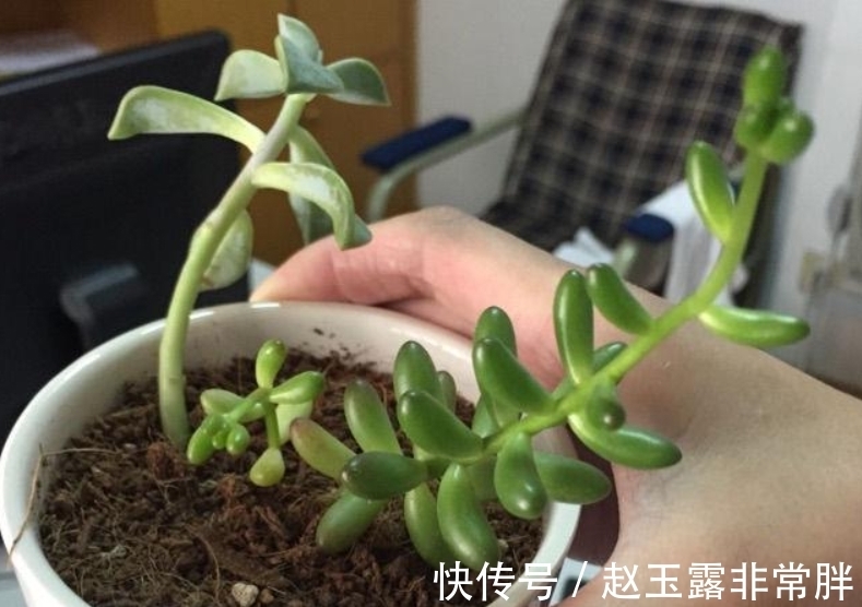 家中光照差别养8种多肉,它们容易变成“豆芽菜”,没有观赏价值