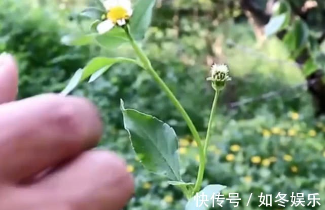 肠胃炎|在农村被叫做“刺蒲公英”，能当野菜也能入药，能治胃病效果高