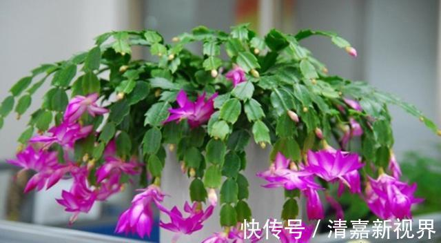 根系|夏天养蟹爪兰,浇水“2不要”,叶子杠杠厚,下次开花早!