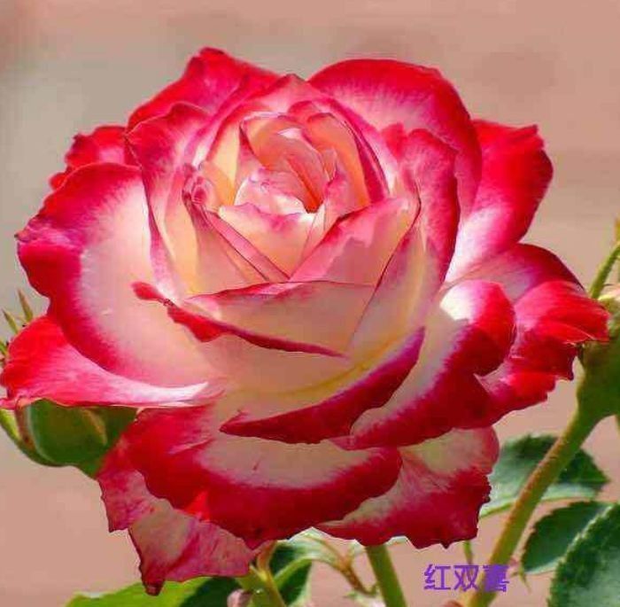 养花就养个花期长的,一次开花100朵,阳台开成花海!