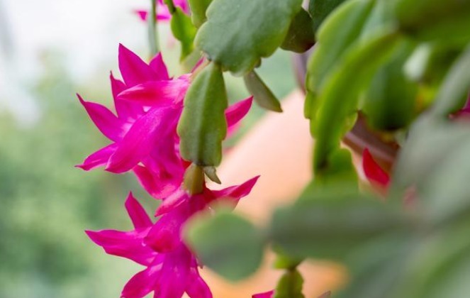 想让蟹爪兰花开不谢,掌握3个小秘密,花期能达100天