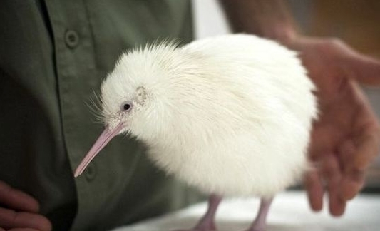 它们罕见而美丽，有的甚至需要涂防晒霜来防晒伤