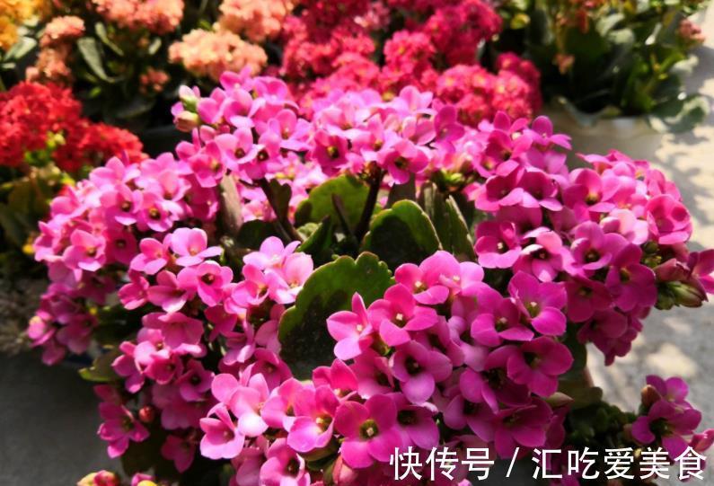 长势|长寿花常年开花少？老花匠教你两招，花苞“呼呼长”，轻松开爆盆