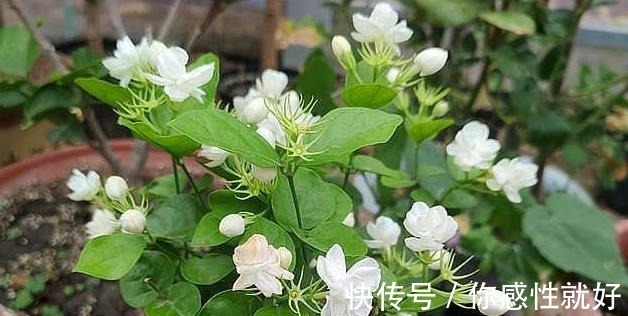 磷酸二氢钾|茉莉花僵苗怎么办2个“动作”改过来,新芽又窜满,开花开不停!