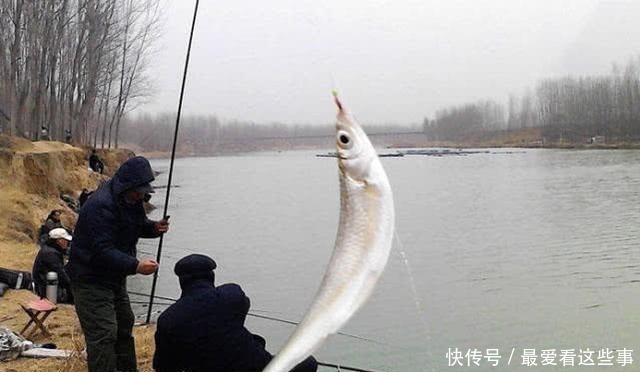 钓白条鱼真是累人，用我分享的方法，只要你下钩，它就在那等你