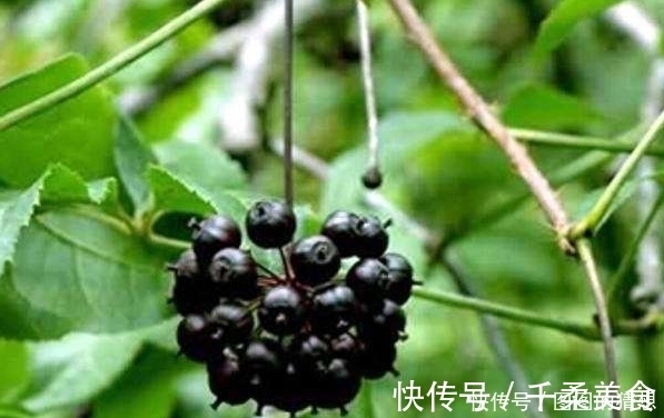 农村|农村的“刺拐棒”赛人参，肝不好失眠多梦用它泡水，一觉睡到天亮