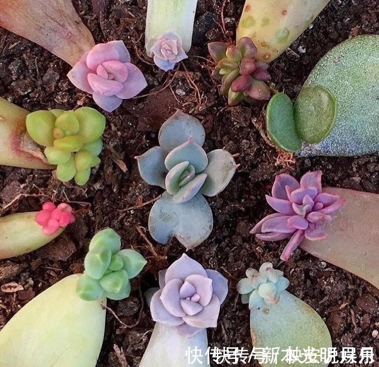 金钱树|养8种花,别花“冤枉钱”,掐1片叶子“扔土里”,几天就生根