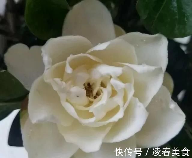 虎皮兰|这16种花冬天越浇越死,3个月不管,反而长高个