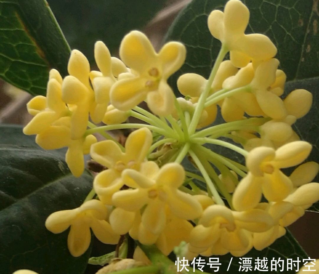 花苞|含苞待放的桂花小心秋老虎,做到2点,9月开花爆盆,满树桂花香
