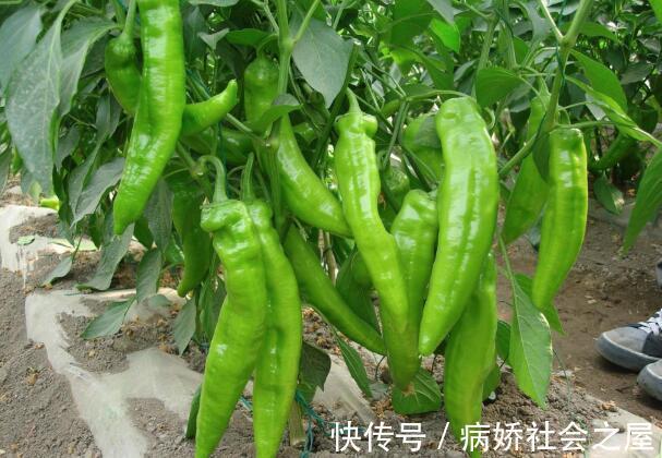 肝脏|吃茄子有损肝脏？医生：真无知！不想肝脏再受伤，3种素菜趁早扔