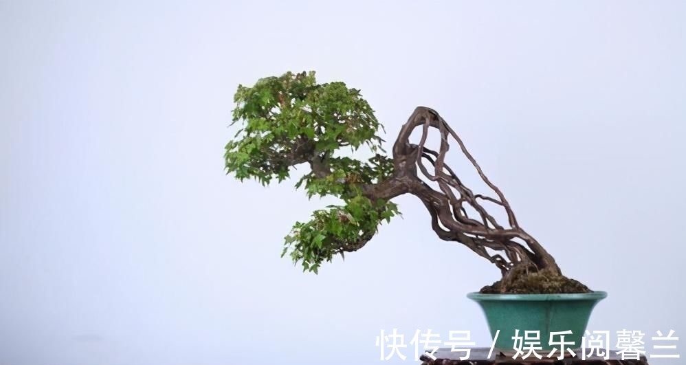 养护|苏派盆景极具名气,这6种盆景做法精妙、极具自然之感,价值高