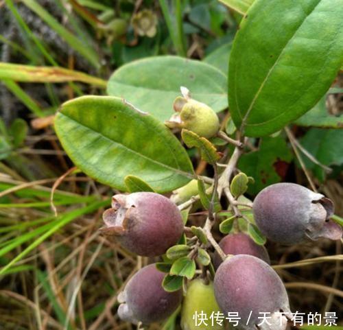 山中一种野果，人称“山捻子”，一点不起眼却