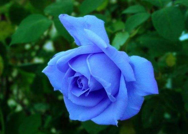 香槟玫瑰|玫瑰花,最美的“4种”,随便养一盆,比香水好闻,比牡丹更好看