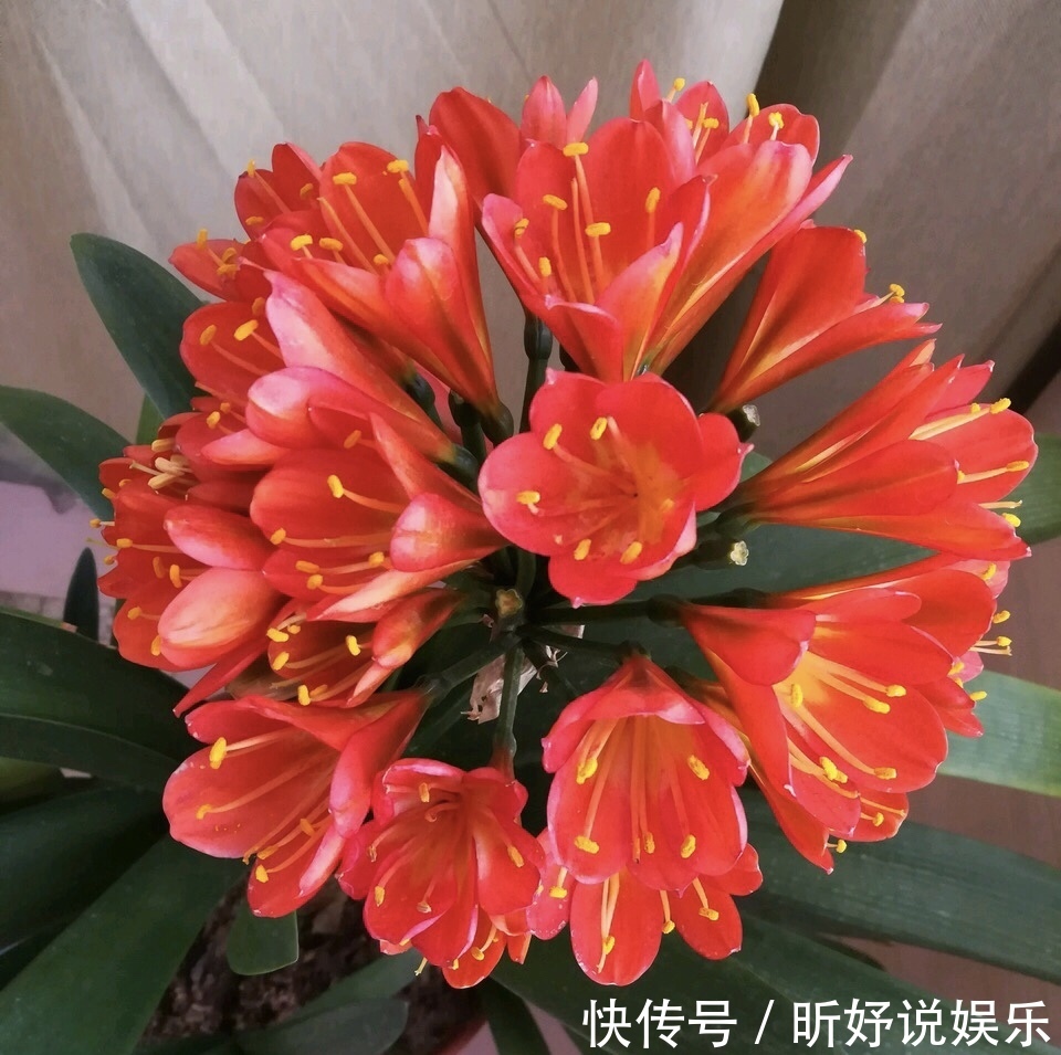 担心“君子兰”今年不开花2种肥料“换着用”,入冬开花不用愁