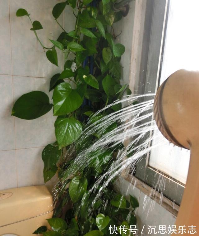 绿萝|怎样给绿萝换盆记住1个“小步骤”,新叶蹭蹭长,绿油油爬上墙