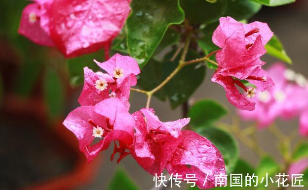 能把三角梅养爆的人,都很大方,从不“吝啬”这3样东西