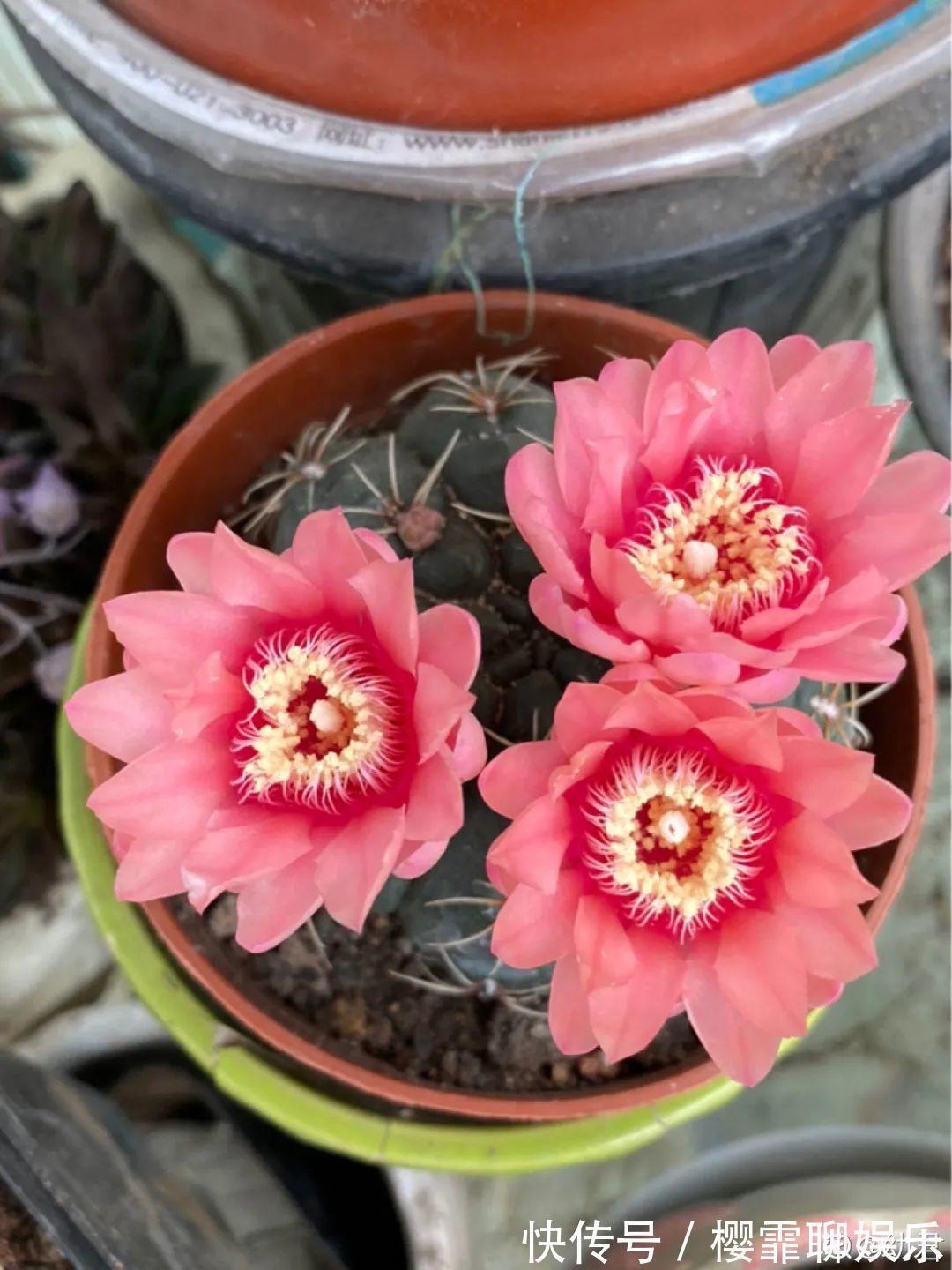 大爷家荷花种在花盆里,1次开花20朵,比巴掌还大!