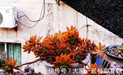 铭月|布丁和铭月是同一种多肉吗？看看布丁养了几个月后的状态就知道了