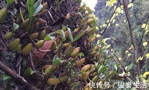 野生|石头上生长的野果，100元一斤可用来煲汤，野外遇到就赚到了