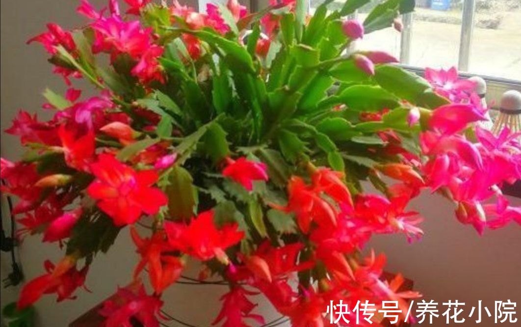 11月养蟹爪兰，给它补上“1种肥”，花苞长得多而又饱满