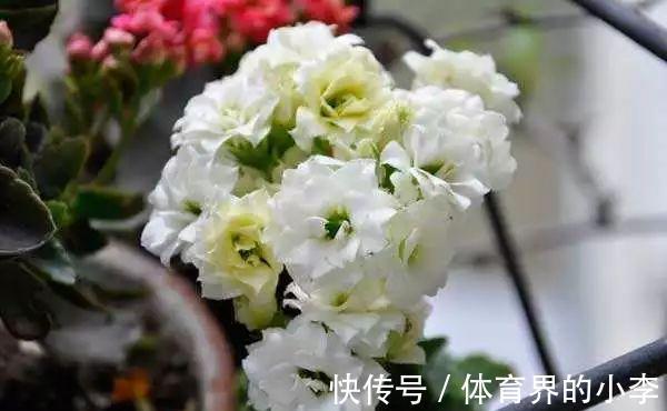 长寿花这样伺候，健康又长寿，开完一茬又一茬