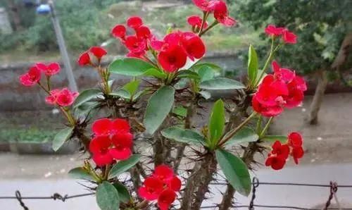 这几种花越养越上瘾，简直是爱花人的福音