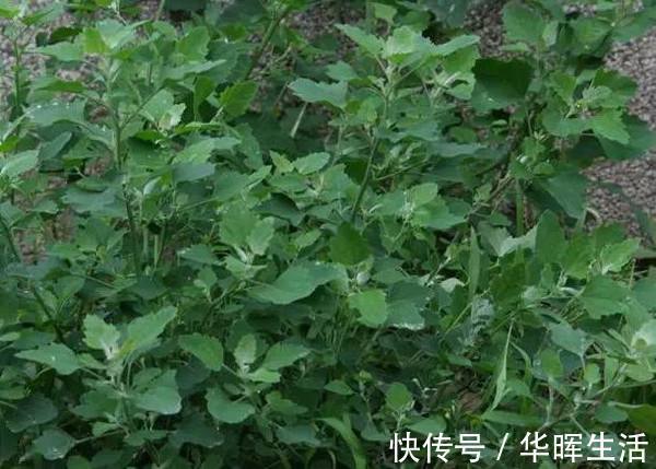 营养|误以为有毒不敢吃，农民见到就铲除，其实营养丰富，一斤高达15元