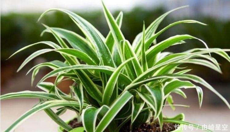 4种花吸甲醛很厉害,养上几盆,室内甲醛没了,生活更舒适!