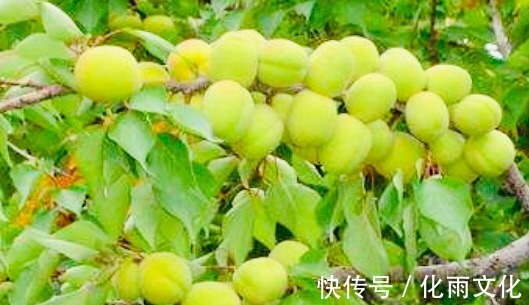 红毛丹|想长寿得会吃，四种食物每天吃点，健脾养胃，排毒抗衰，滋补身体