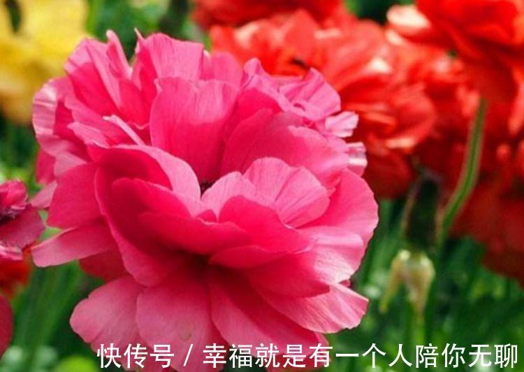 这几款植物养在家里，花期长易打理，一盆千百朵，枝头花苞满