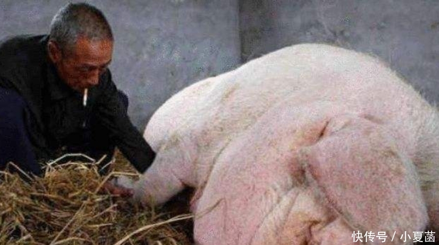 猪肉|一头重量200斤左右的猪,把它的肉全部卖完能赚多少钱?长见识了