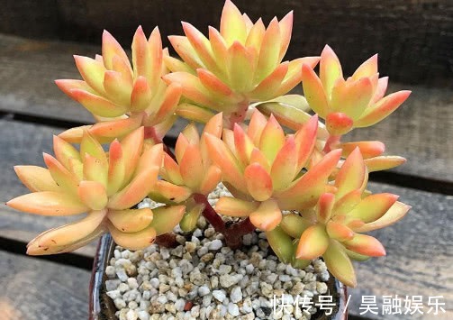 多肉植物|多肉铭月徒长怎么办教你3个小妙招,轻松解决徒长植株更美观