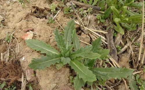 这种长在水沟边的野草,叶片上都是毛,不仅能强筋骨,还能治胃痛