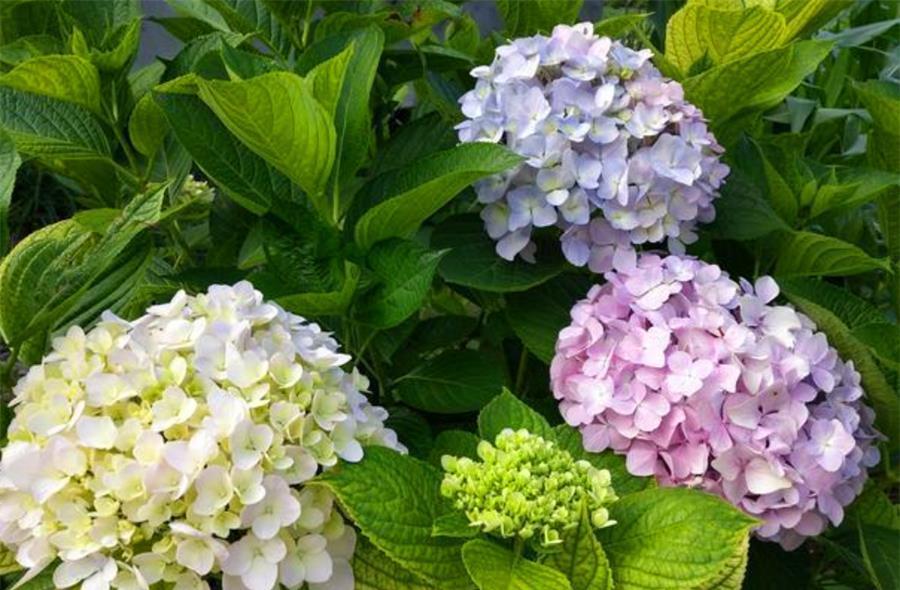 春天养绣球花，4件事情要早做，学会了夏天蓝花开满盆
